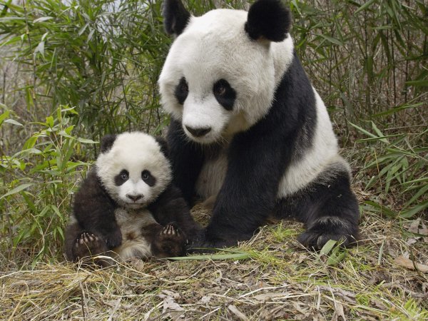 9. Panda uriasi nu mai sunt pe cale de disparitie, sunt doar vulnerabili, fiind un numar de 2.060 pe glob