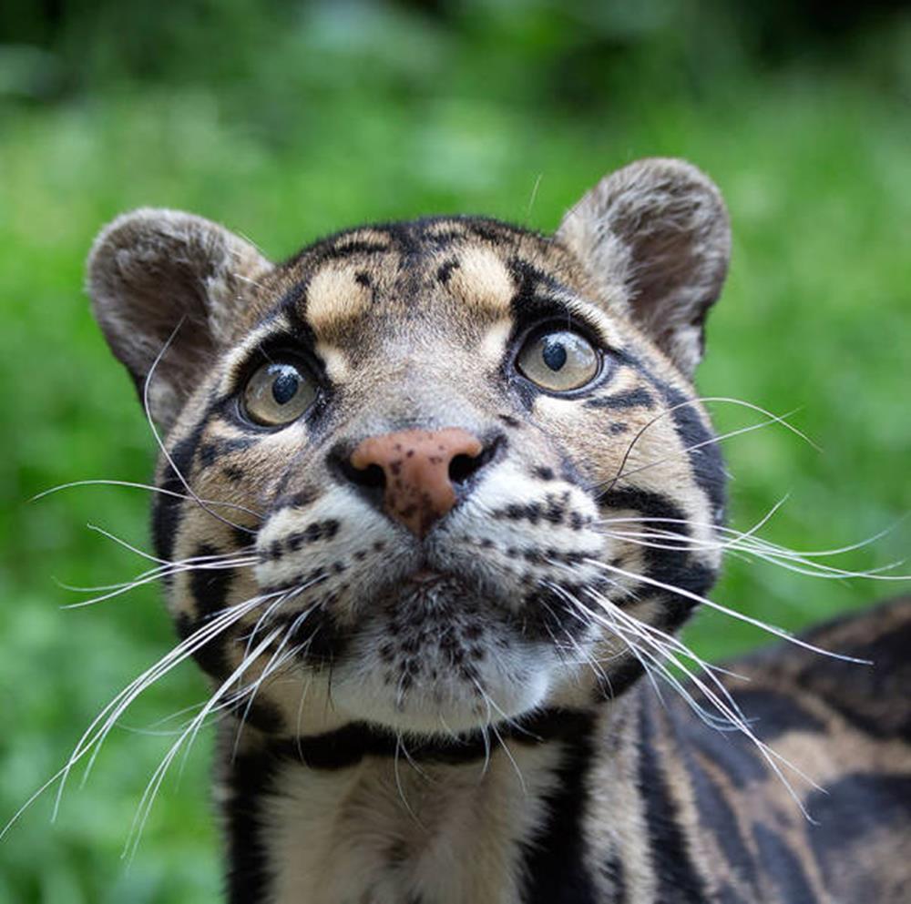 6. Leopard Innorat (NEOFELIS NEBULOSA)