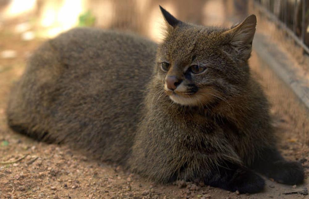 7. Pisica Pampas (LEOPARDUS PAJEROS)