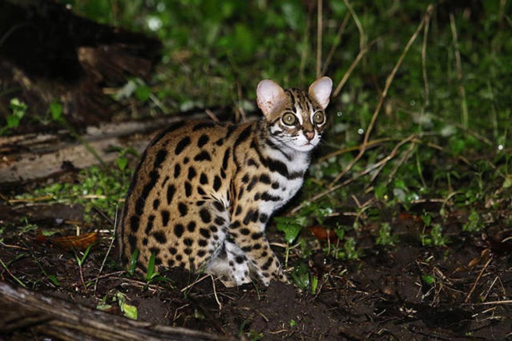 9. Pisica Leopard (PRIONAILURUS BENGALENSIS)