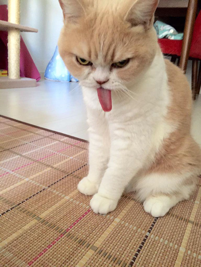 Koyuki, o pisica mai incrancenata decat Grumpy Cat