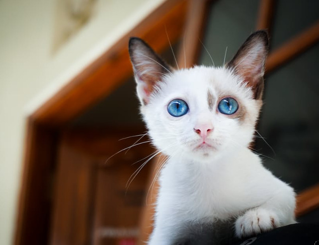 Sa fie oare cea mai fotogenica pisicuta?