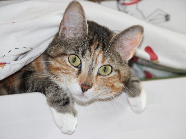 "Pisicile stiu ce este acela confort" (James Herriot)