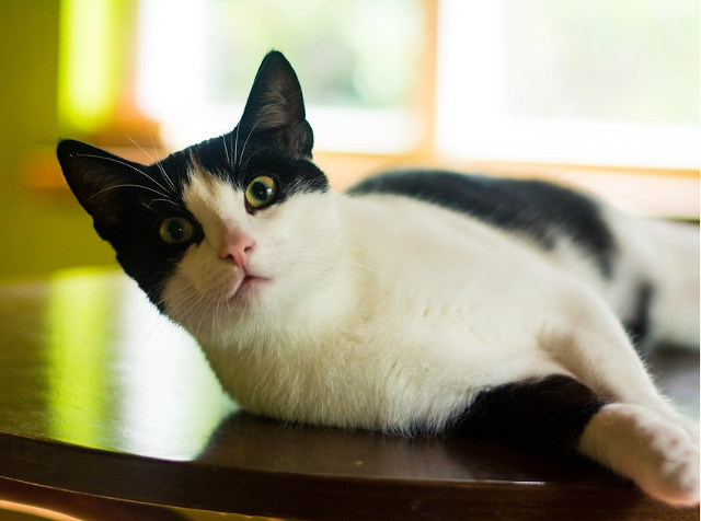 "Pisica este intotdeauna onesta din punct de vedere sentimental" (Ernest Hemingway)