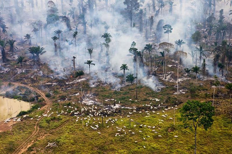5. Incendiu intr-o padure din Brazilia