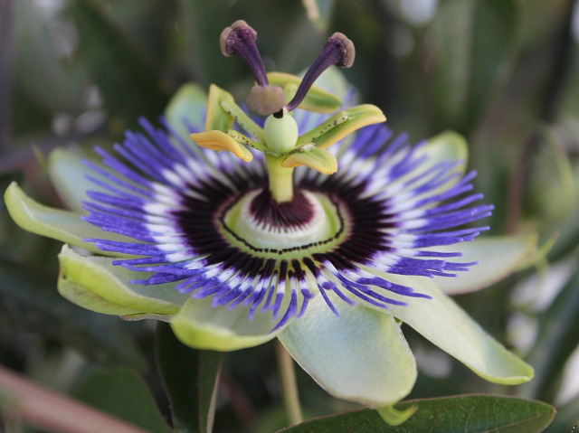 Insecta sau planta?