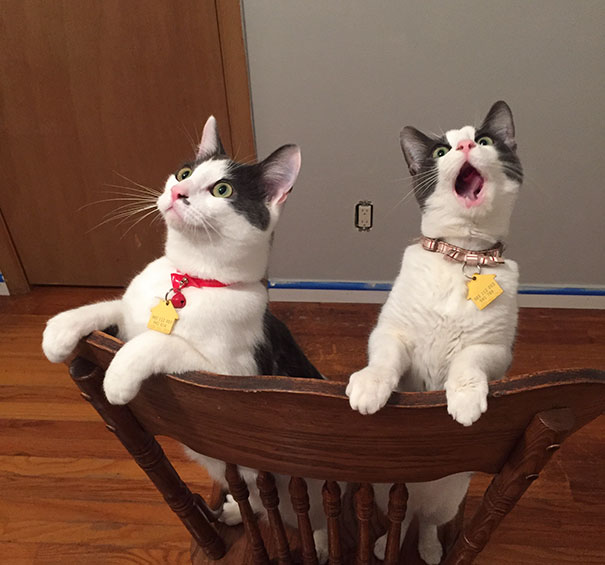Reactia acestor pisici atunci cand vad un ventilator de tavan pentru prima data