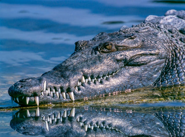 Dilema crocodilului