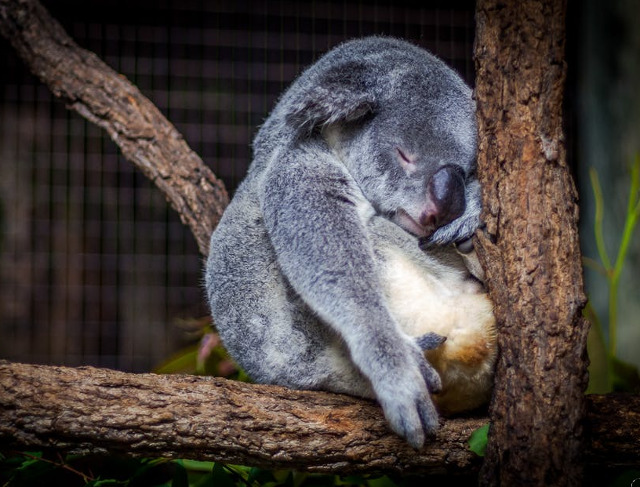 Imposibil sa nu indragesti acest ursulet koala