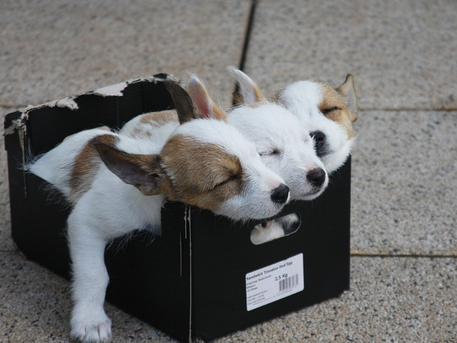 Cei mai simpatici catelusi!