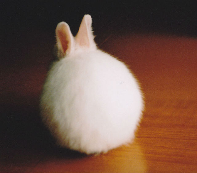 O pisica mai pufoasa decat un nor - Cele mai pufoase animale de pe