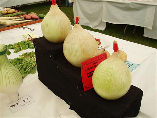 Ideala pentru scos aschiile din piele