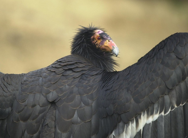 Condor californian