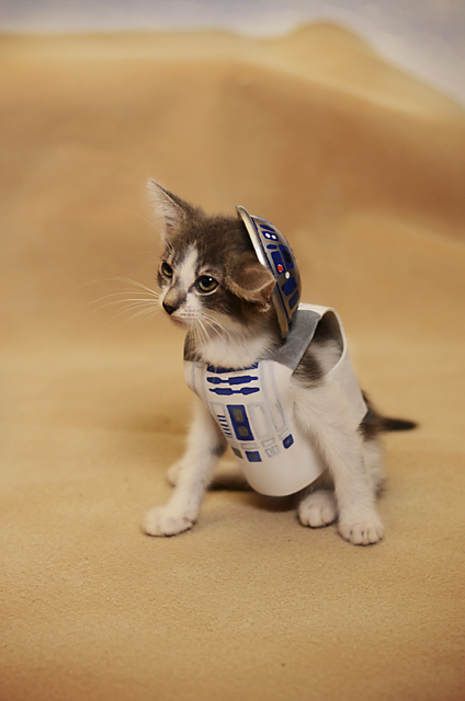 Pisici costumate in personaje celebre