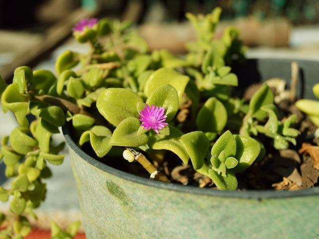 Masuri de securitate