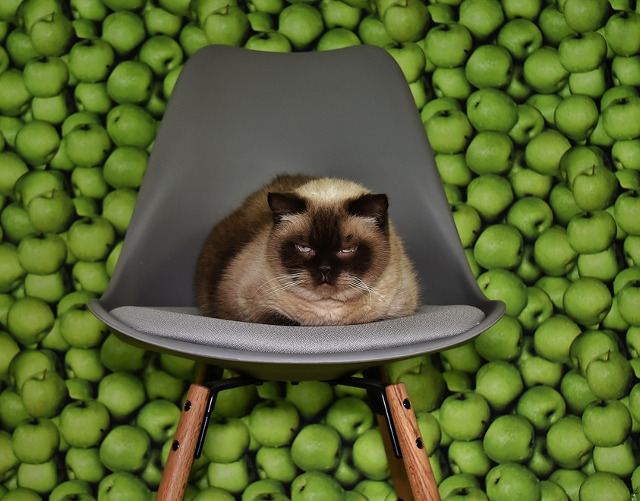 Cea mai suparata pisica