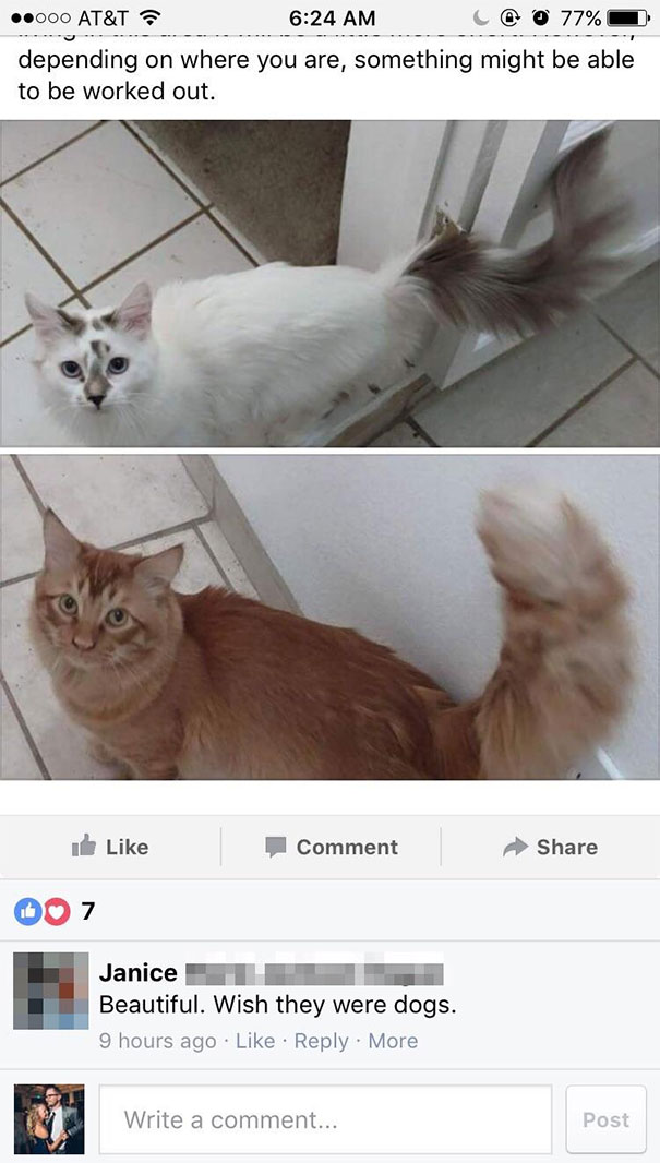 Comentariul unei persoane la imagini cu pisici date spre adoptie: "Sunt frumoase, mi-as fi dorit sa fi fost caini"