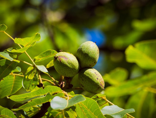 Obiceiul legarii frunzelor de nuc peste brau