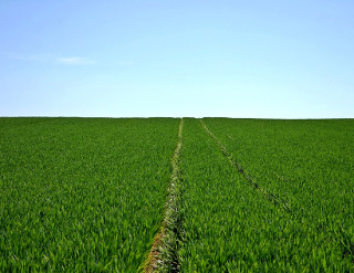 Ce trebuie sa faci pentru o recolta bogata