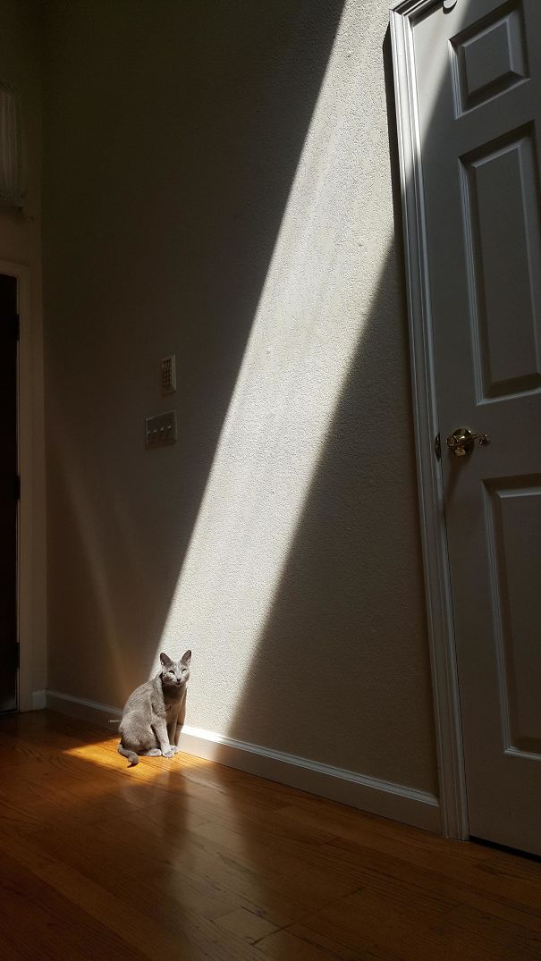12 imagini cu pisici care iubesc soarele mai mult decat orice