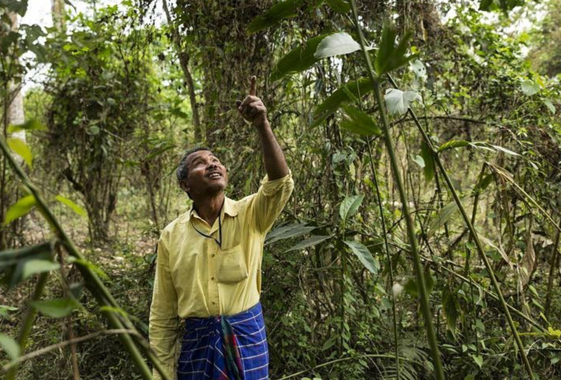 Ecologistul Jadav Payeng a plantat copaci timp de 37 de ani. Azi, padurea plantata de el depaseste 550 de hectare
