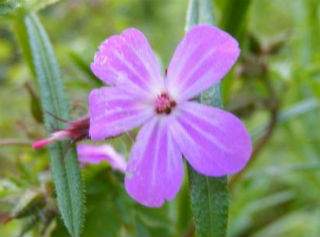 Ce trebuie sa faca fetele pentru a avea noroc in dragoste