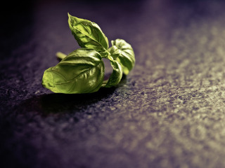 Se culeg plante de leac