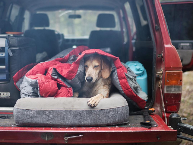 10+ fotografii cu Maddie, catelusa care doarme in cele mai haioase pozitii