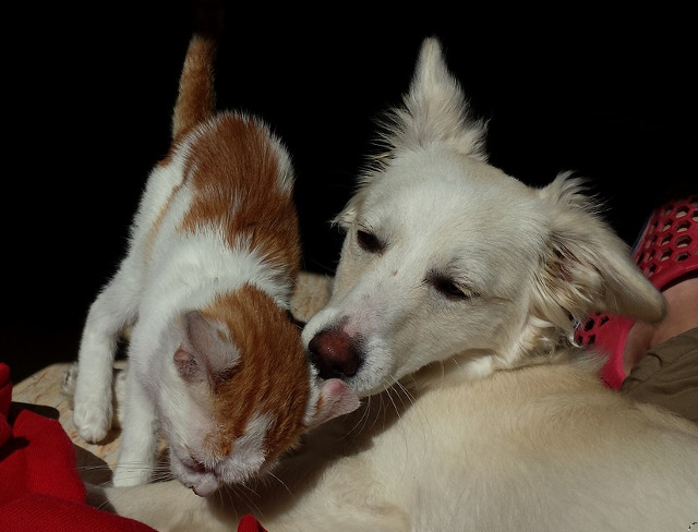 Pe scurt: sunt cei mai buni prieteni