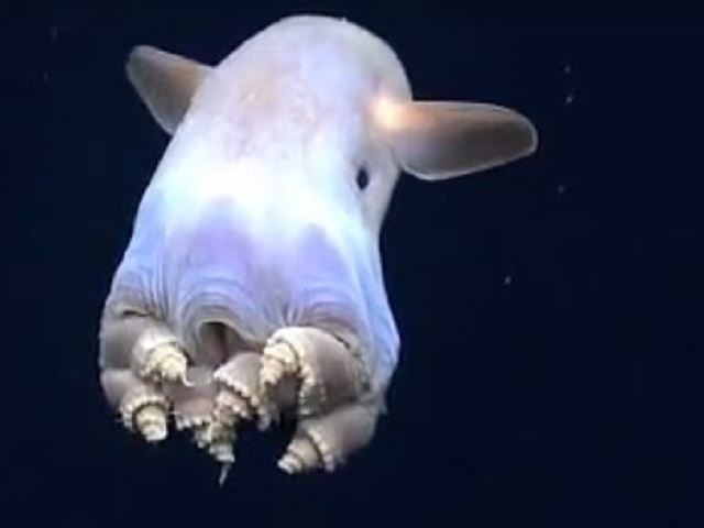 Caracatita Dumbo Octopus