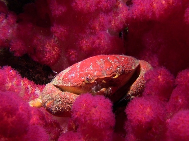 Crabi care se pot camufla perfect