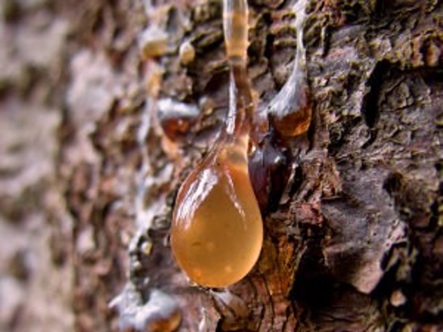 Foloseste rasina de pin ca un antiseptic natural