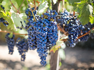 Ziua in care se da startul culegerii recoltei