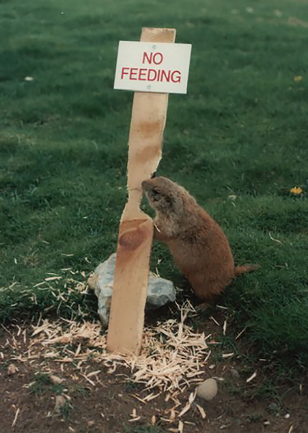 10 animale obraznice care nu dau doi bani pe regulile stapanilor