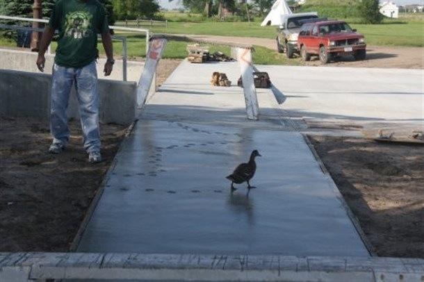 10 animale obraznice care nu dau doi bani pe regulile stapanilor