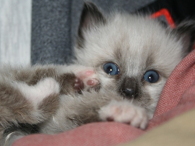 Top 10 fotografii cu pisici care topesc pana si cea mai rece inima