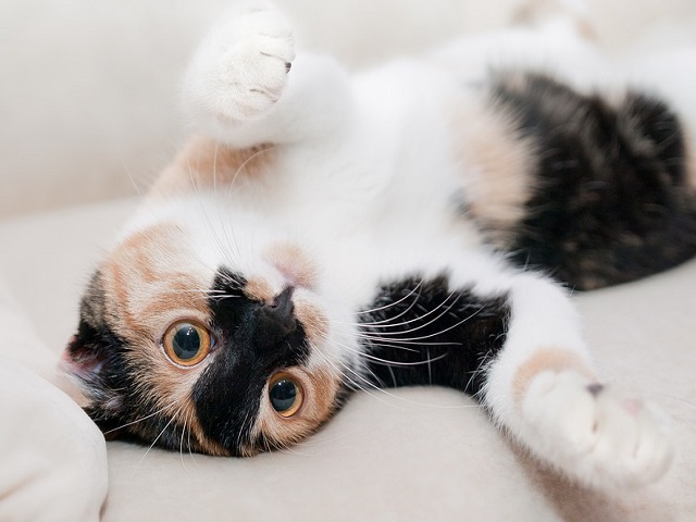 Top 10 fotografii cu pisici care topesc pana si cea mai rece inima