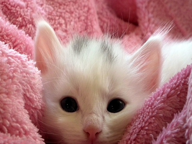 Top 10 fotografii cu pisici care topesc pana si cea mai rece inima