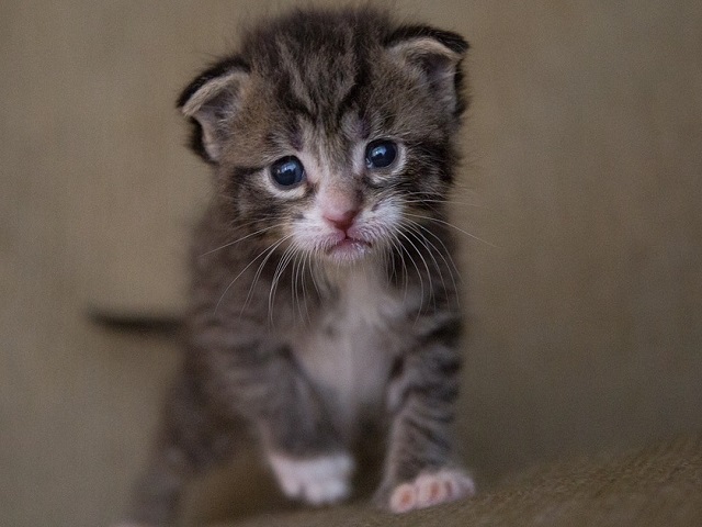 Top 10 fotografii cu pisici care topesc pana si cea mai rece inima