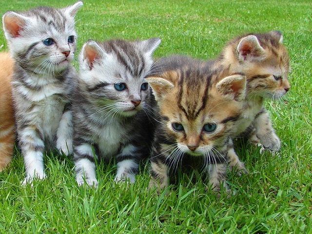 Top 10 fotografii cu pisici care topesc pana si cea mai rece inima