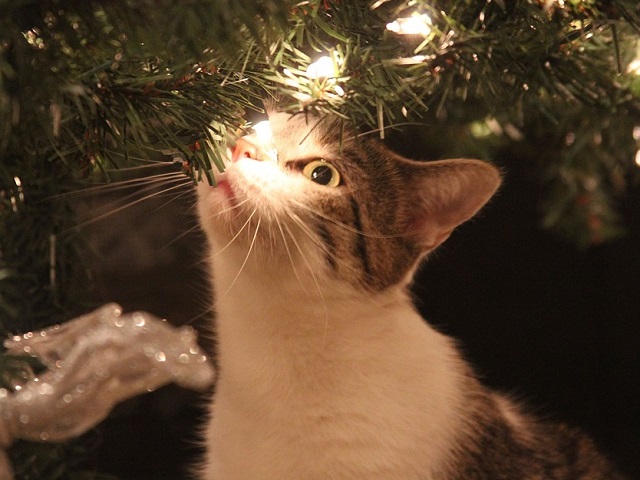 Top 10 fotografii cu pisici care topesc pana si cea mai rece inima