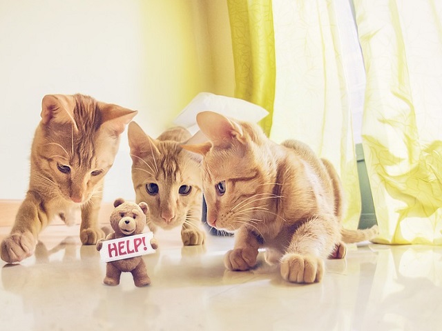 Top 10 fotografii cu pisici care topesc pana si cea mai rece inima