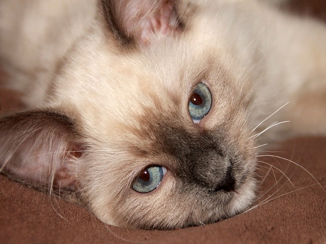 Top 10 fotografii cu pisici care topesc pana si cea mai rece inima