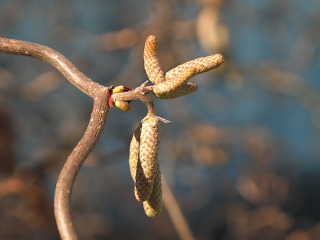 Se aduna ramuri de alun