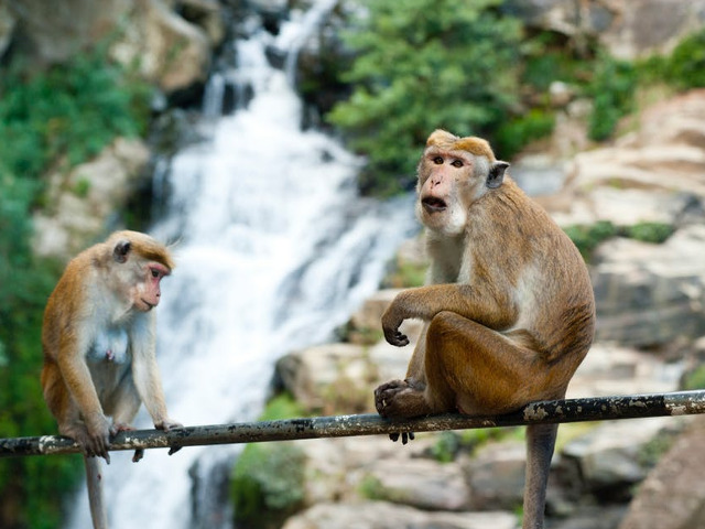 Maimutele isi exprima emotiile cel mai sugestiv