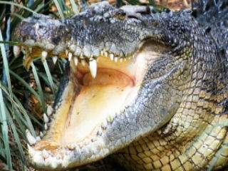 Limba unui crocodil este atasata de cerul gurii, deci este imobila.
