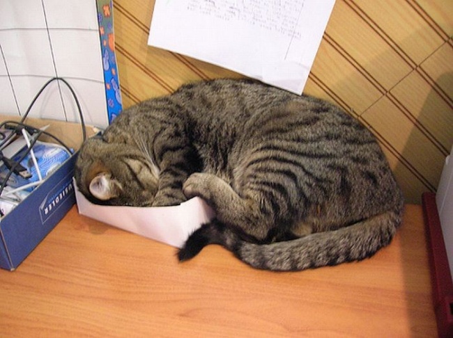 Pisicile dorm mai bine in pozitii care par foarte incomode