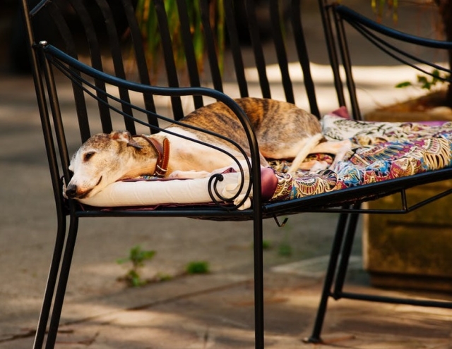 Lenevesc atunci cand nu au energie