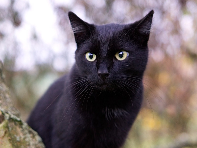 Pisica