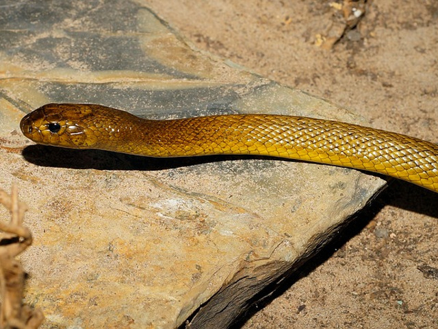 Serpi